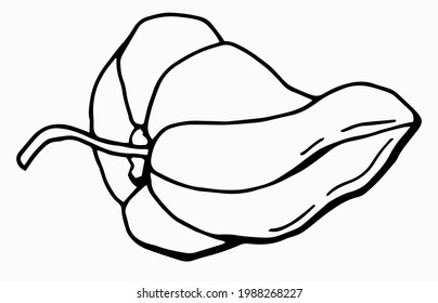 Physalis linear drawing. Line art. White background, isolate. Vector illustration.	