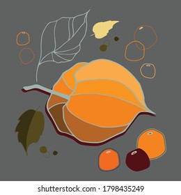 Physalis on colorful background. Illustration for health care products, restaurant menu, cosmetics, wrapping paper, post cards, prints for clothes, and emblems. Vector illustration.