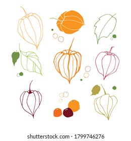 Physalis on white background. Illustration for health care products, restaurant menu, cosmetics, wrapping paper, post cards, prints for clothes, and emblems. Vector illustration.