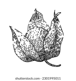 physalis orange berry hand drawn. fruit food, nature sweet, healthy fresh, exotic ripe, plant tasty physalis orange berry vector sketch. isolated black illustration