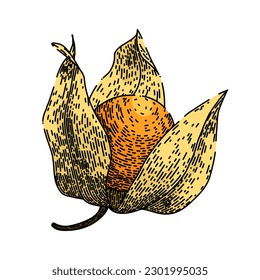 physalis orange berry hand drawn. fruit food, nature sweet, healthy fresh, exotic ripe, plant tasty physalis orange berry vector sketch. isolated color illustration