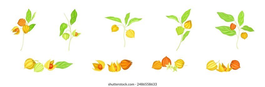 Physalis Orange Fresh Fruit with Green Leaf Vector Set