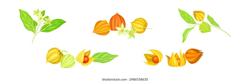 Physalis Orange Fresh Fruit with Green Leaf Vector Set