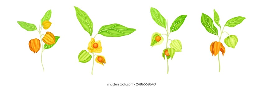Physalis Orange Fresh Fruit with Green Leaf Vector Set