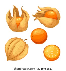 physalis orange fruit fresh set cartoon. nature berry, food ripe, sweet yellow, exotic healthy, diet plant, cape physalis orange fruit fresh vector illustration