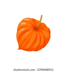 Frutos de la hierba naranja, comida tropical exótica. Physalis o bayas doradas. Ilustración vectorial aislada en un fondo blanco.