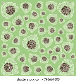 physalis plant background green