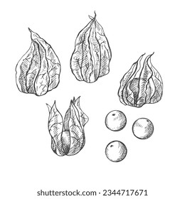 Physalis plant and berry drawing on isolated white background. Hand drawn Cape Gooseberry healthy fruit, vector illustration. Design element for print, card, label, template. Sketch with hatching 