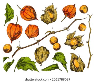 Physalis plant color sketch vector set. Branch, leaves, twig and berries. Hand drawn orange gooseberry or goldenberry fruits peeled and in husk. Autumn nature floral design elements