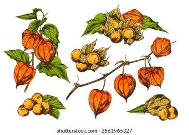 Physalis plant color sketch vector set. Branch with leaves and berries. Hand drawn orange gooseberry or goldenberry fruits peeled and in husk. Sweet farm ingredient. Autumn nature floral elements