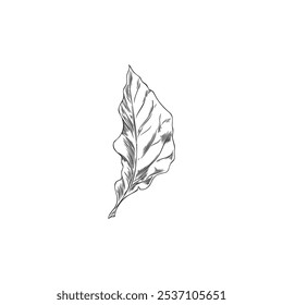 Physalis plant leaf engraved sketch icon. Hand drawn natural fragrant herbal tea or condiment foliage. Botanical floral vector design element isolated. Agricultural or wild plant ink style