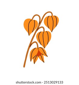 Physalis planta con flores de linterna naranja, hojas, frutas Delicada rama floral, decoración de otoño, elemento de diseño botánico. Decoración de otoño. Ilustración vectorial plana aislada sobre fondo blanco