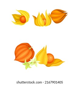 Physalis plant ripe berries set. Golden berry plant, organic antioxidant food vector illustration
