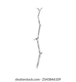 Physalis plant stalk piece engraved vector sketch. Hand drawn nature botanical floral single design element ink style. Outline farm or wild plant stem, stick or twig isolated isolated on white