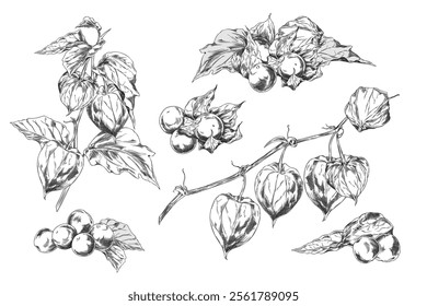 Physalis set. Berries, sepals, leaves on a branch. Sketch style. Decorative garden flower plant. Botany. Graphic design element. Hand drawn. Vector illustration isolated on white background.