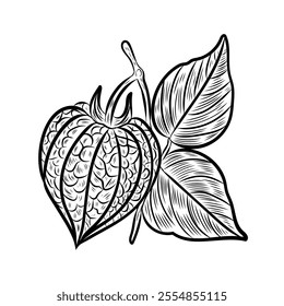 Physalis, in the style of line art, line, tomato, flower, vector