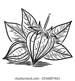 Physalis, in the style of line art, line, tomato, flower, vector