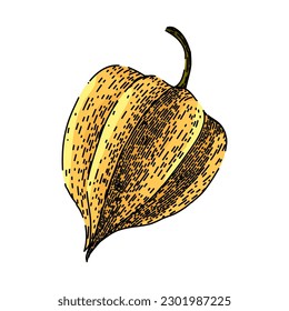 physalis sweet berry hand drawn. fruit food, nature healthy, orange fresh, exotic ripe, plant tasty physalis sweet berry vector sketch. isolated color illustration