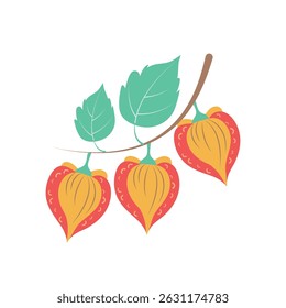 Physalis, Vektorgrafik auf weißem Hintergrund.