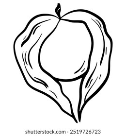 Physalis Vector Illustration, Ground cherry sketch, hand drawn ground cherry doodle