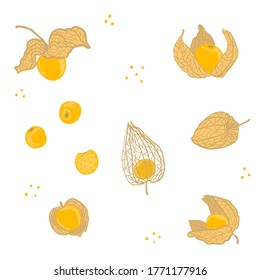 Physalis vector illustration set. Physalis with husk hand drawn collection. Whole, half, physalis design template