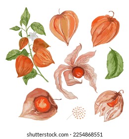 Physalis watercolor. Vector illustration for wallpaper, wrapping paper, textile, cosmetic, package design, background tea, cover page book