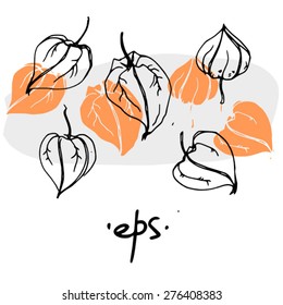 Physalis winter cherry background illustration.