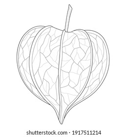 Physalis.Coloring book antistress for children and adults. Illustration isolated on white background.Zen-tangle style.Hand draw