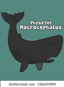 "PHYSETER MACROCEPHALUS" hand sketches whale type, vector design