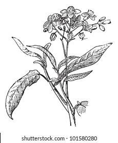 Physic Nut or Jatropha sp., showing flowers, vintage engraved illustration. Dictionary of Words and Things - Larive and Fleury - 1895