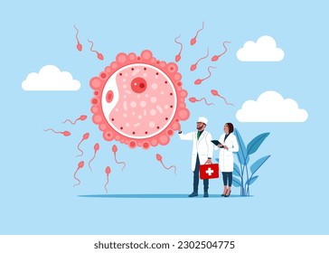 Der Arzt, Spezialist, hat ein großes Schild - Düngung. Entwicklung des Embryos. Von der Ovulation bis zur Implantation. Anatomie des Menschen. Fertilisation, Zygote, Spaltung, Morula, Blastozyst. Flacher Vektor i