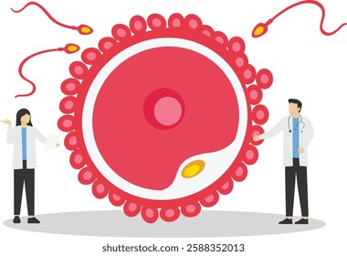 The physician, specialist holds a big sign - Fertilization. Development of the embryo. From ovulation to implantation. Human anatomy. Fertilization, zygote, cleavage, morula, blastocyst. Flat vector i