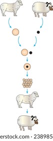physics, chemistry, biology, visual, cloning, sheep, clone, biology lesson, reproduction