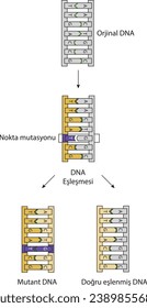 Physik, Chemie, Biologie, Visus, DNA, RNA, Punktmutation, Mutanten, Helix, Faden, Original-DNA, DNA-Abgleich, Mutante-DNA, korrekt aufeinander abgestimmt