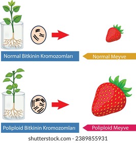 physics, chemistry, biology, visual, polyploidy fruit, polyploidy chromosome, DNA, RNA