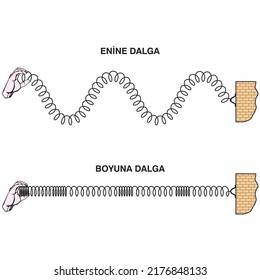 physics. spring stretched. transverse waves. longitudinal. The difference between throwing and periodic wave formation. longitudinal wave generation. periodically generated transverse waves. infograph