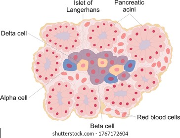 Physiological anatomy of an islet of Langerhans in the pancreas.