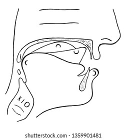 Physiological Bases of the Visible Speech Symbols for Consonants positions are distinguished by having the breath phalanx of the thumb close to the plane of the palm, vintage line drawing or engraving