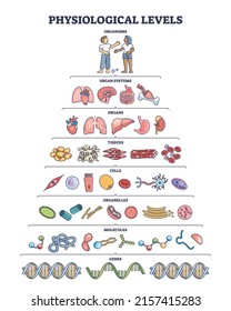 Physiological levels and detailed life structure division outline diagram. Labeled educational scheme with organisms, organ systems, tissues, cells, organelles, molecules and genes vector illustration