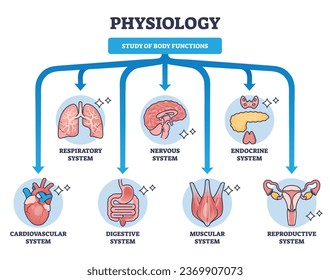 Physiologie als Studium der Körperfunktionen und Organsysteme Rahmendiagramm. Gezeichnetes Bildungsprogramm mit wissenschaftlicher Ausbildung zur Vektorgrafik von Atemwegs-, Nerven-, Herz-Kreislauf-, Verdauungs- oder endokriner Vektorgrafik