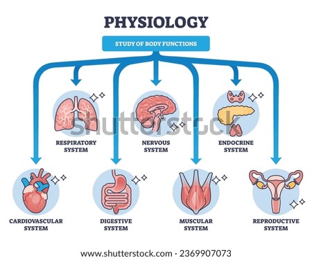 Physiology as study of body functions and organ systems outline diagram. Labeled educational scheme with science about respiratory, nervous, cardiovascular, digestive or endocrine vector illustration