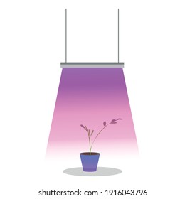 phyto lamp for seed germination. ultraviolet light for plants. growth of seedlings under the lamp. vector isolated illustration.