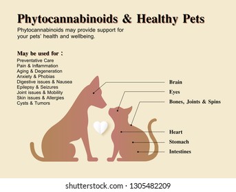 phytocannabinoids & healthy pets dog and cat