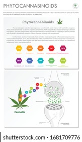 Phytocannabinoids vertical business infographic illustration about cannabis as herbal alternative medicine and chemical therapy, healthcare and medical science vector.
