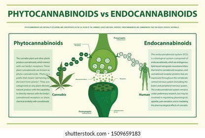 Phytocannabinoids vs Endocannabinoids horizontal infographic illustration about cannabis as herbal alternative medicine and chemical therapy, healthcare and medical science vector.
