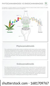 Phytocannabinoids vs Endocannabinoids vertical business infographic illustration about cannabis as herbal alternative medicine and chemical therapy, healthcare and medical science vector.