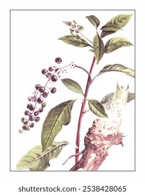 Phytolacca americana, pintura floral e botânica pintada à mão, pintura herbal pintada à mão, ervas naturais.