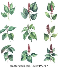 phytolacca americana.Set of watercolor green leaves and red flowers. Vector illustration.