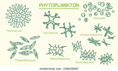 Phytoplankton (cyanobacteria and microalgae) can convert light energy and mineral nutrients into organic matter. They are responsible for the photosynthetic fixation of around 50×10^15 g C annually