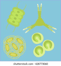 Phytoplankton small organisms. Vector illustration for simple planktonic animal plants .